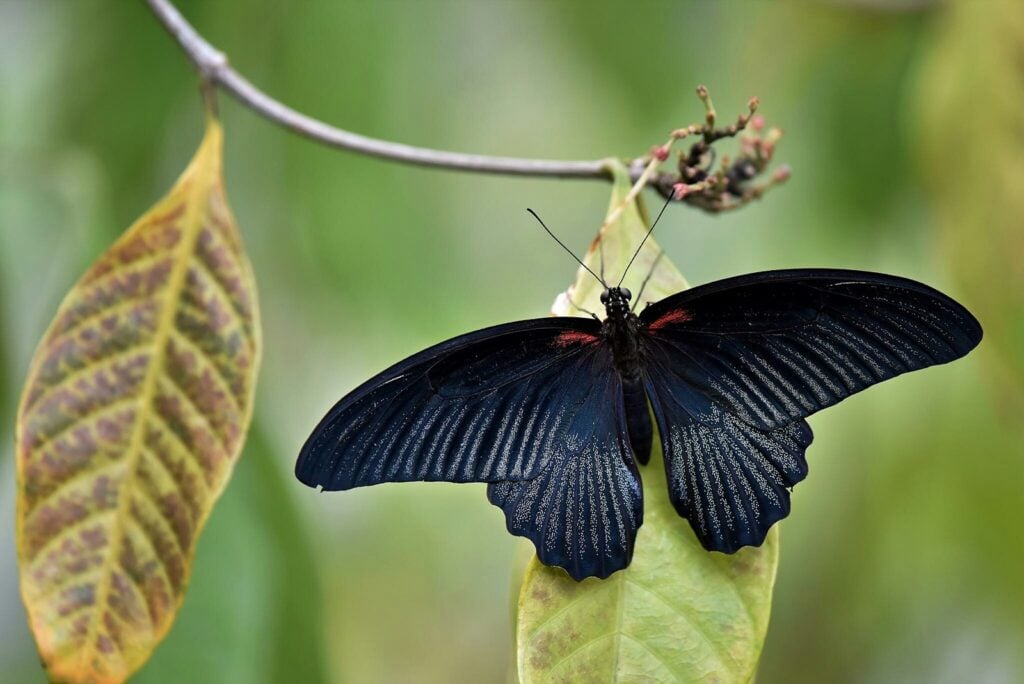 closeup-black-butterfly-leaf-1024x684.jpeg